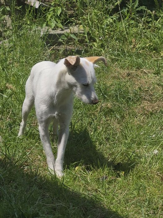 Oddam pieska suczkę