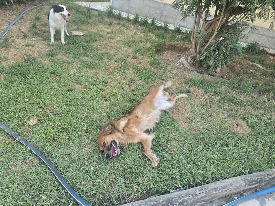 Cadeia para adopção