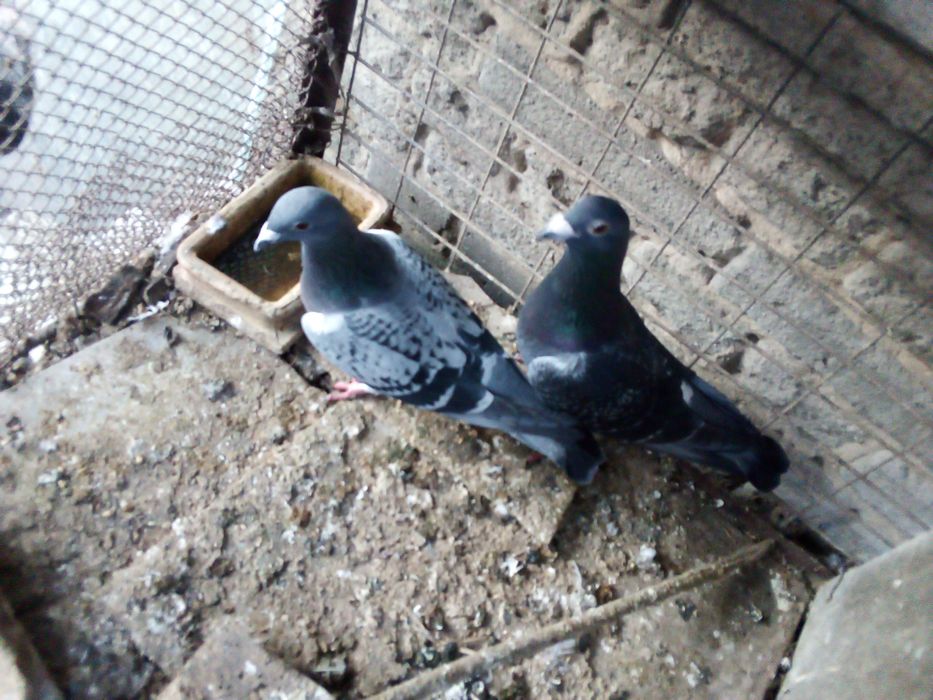 Sprzedam glębie pocztowe