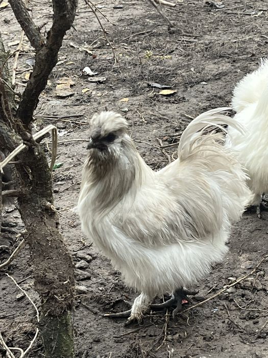 Продам шовкових курей