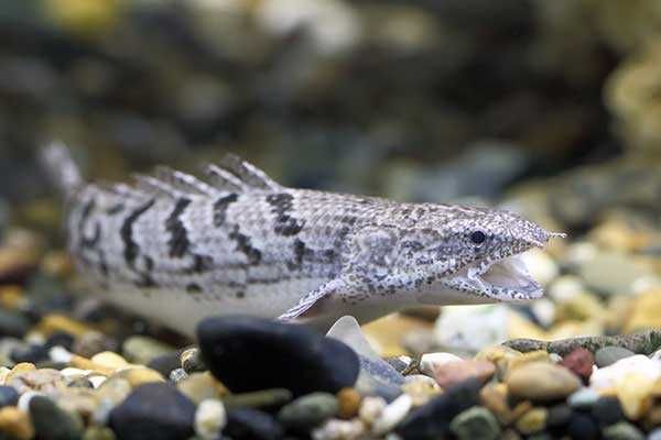 Polypterus delhezi. Cetarius
