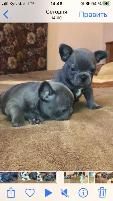 Французские бульдоги, голубые и мерле. Девочки и мальчики. Торг!