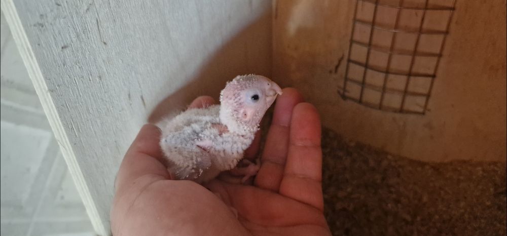 Pyrrhuras para criar a mão