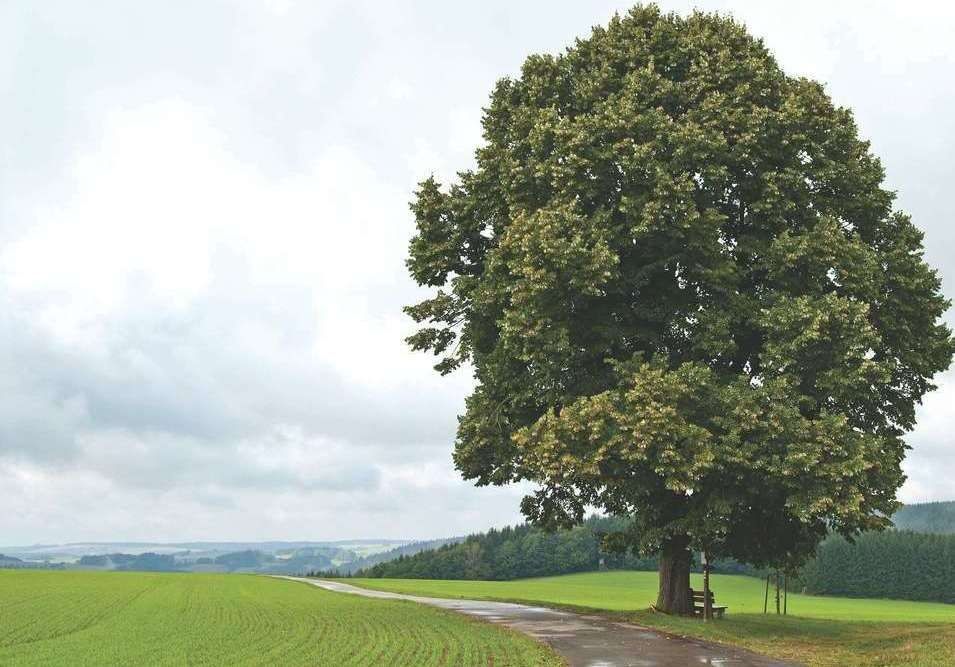 Lipa Szerokolistna (Tilia Platyphyllos) obwód 8-10cm, donica 40-60l