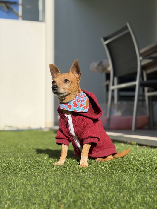 Mickey chihuahua para adoção