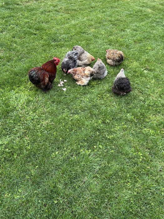 Jajka jaja legowe kur kochin karzełek/ miaturka