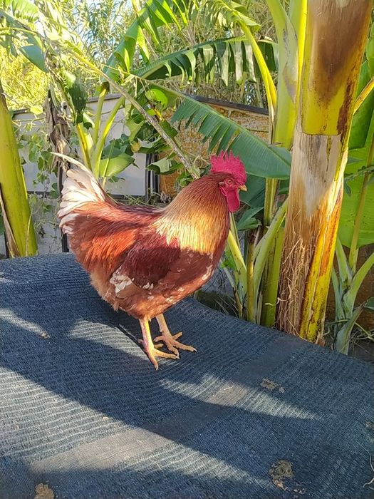 Galo do campo, natural