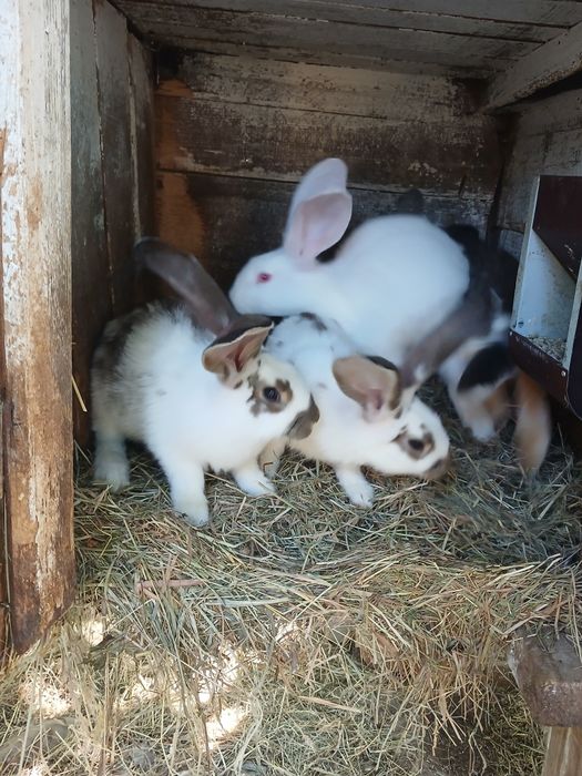 Продам кролики різного віку