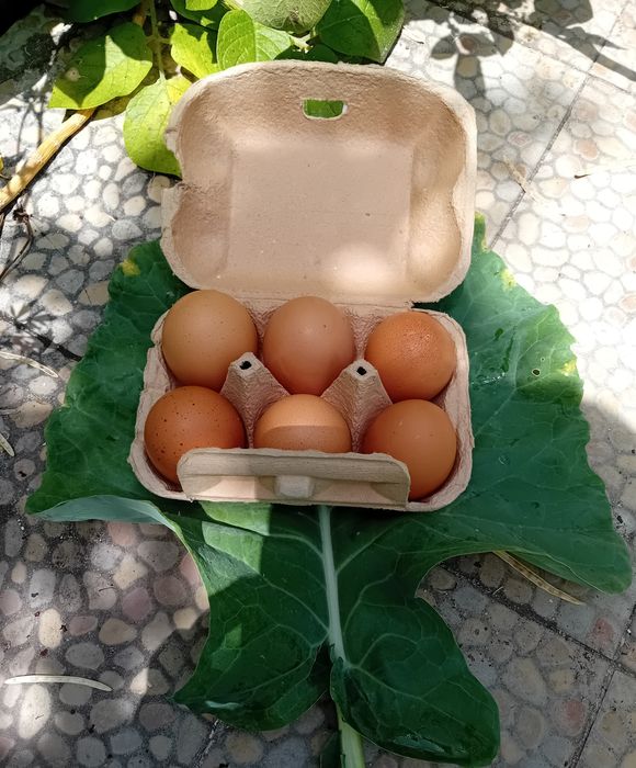 Ovos biológicos L/XL