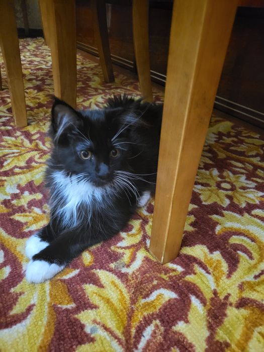 Котята Мейн-кун, питомник