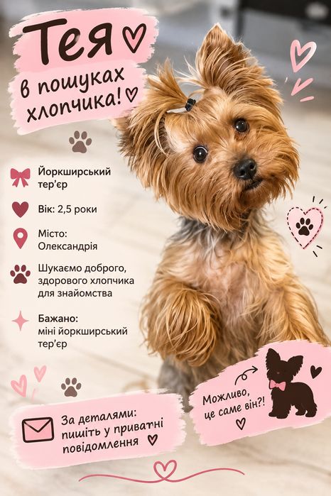 Шукаю йоркширського тер’єра для в’язки