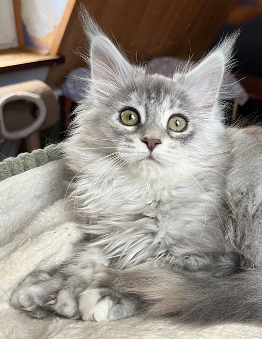 Magiczna, unikatowa koteczka Maine Coon POLODAKTYLKA