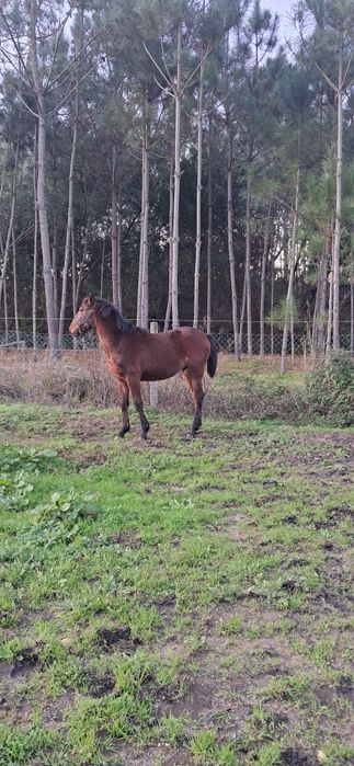 Vendo poldro lusitano a fazer 24 meses