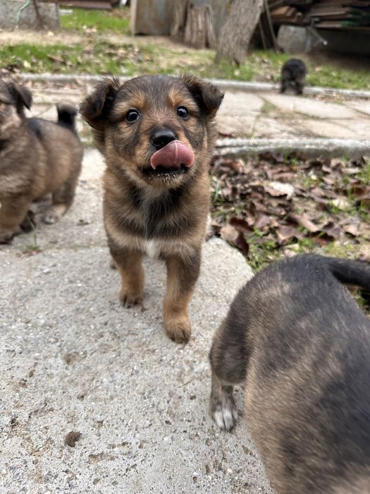 БЕЗКОШТОВНО. Віддамо в добрі руки цуценят