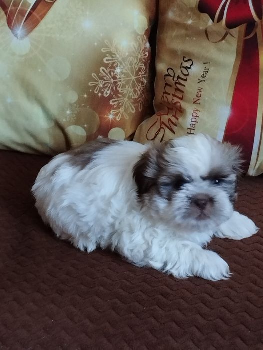 Shih TZU piękny piesek