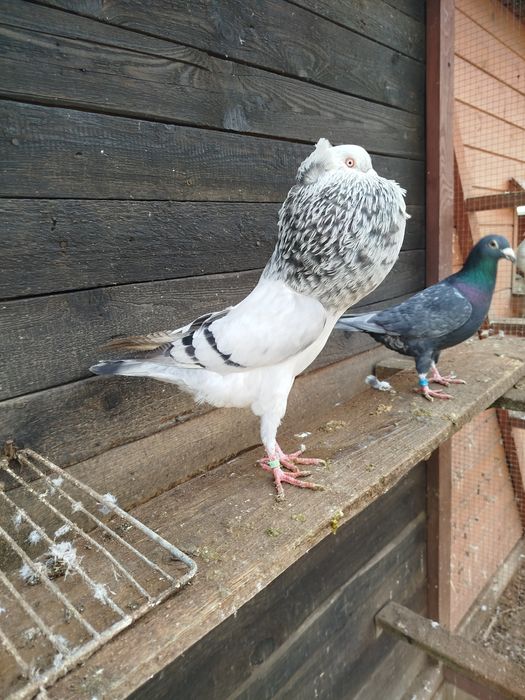 Garłacz górnośląski koroniasty