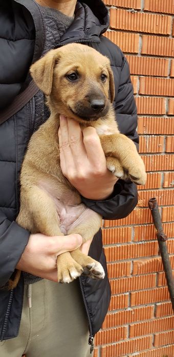 Малышка  Рыжулька в хорошие ручки