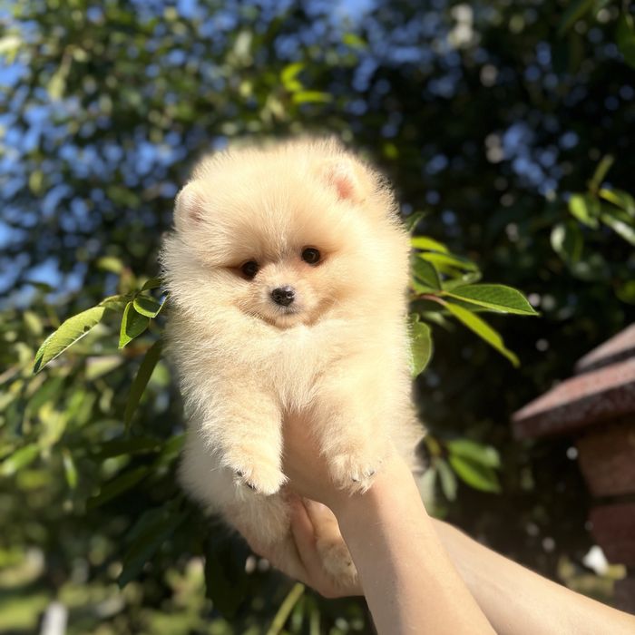 Хлопчик шоу класу тип ведмедика
