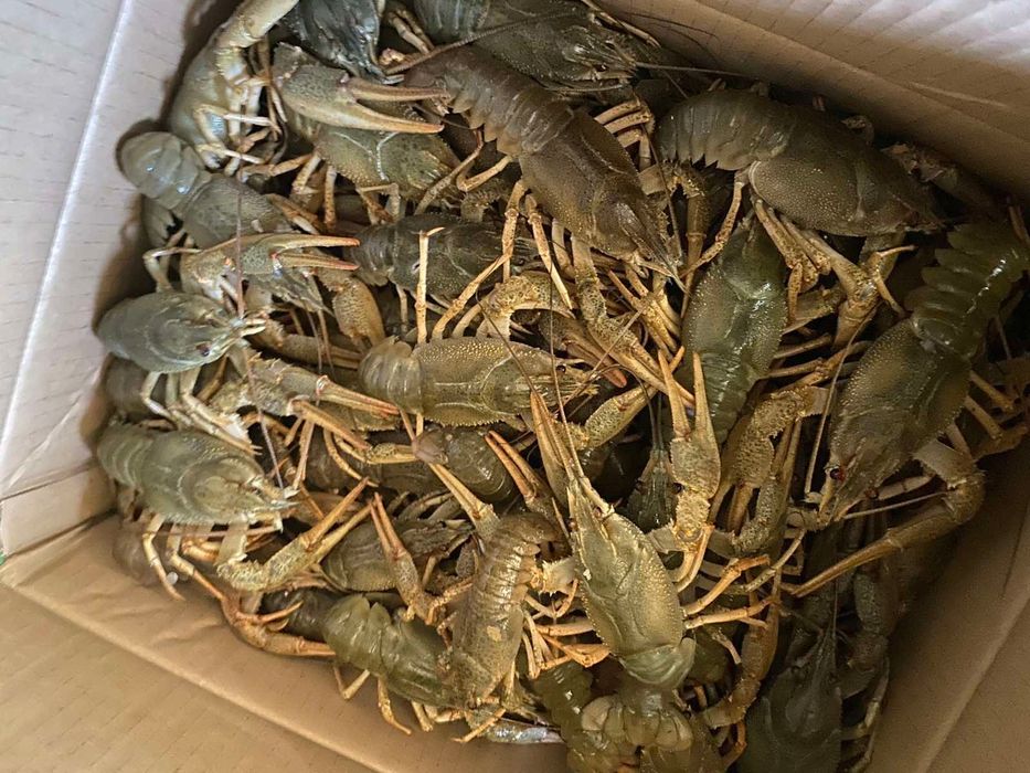 Живі раки оптом і в роздріб