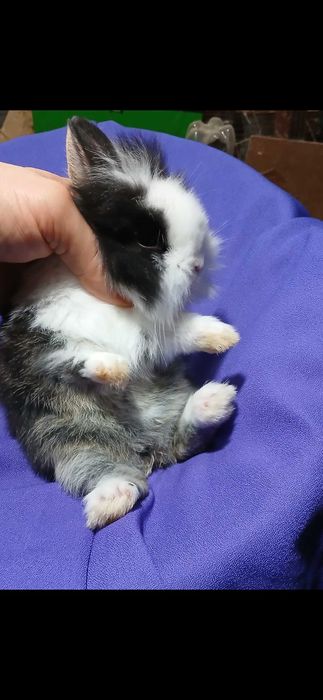 Декоративний карликовий кролик