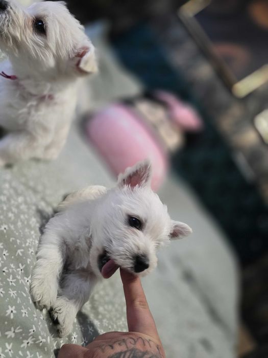 West Highland White Terrier-szczeniaki