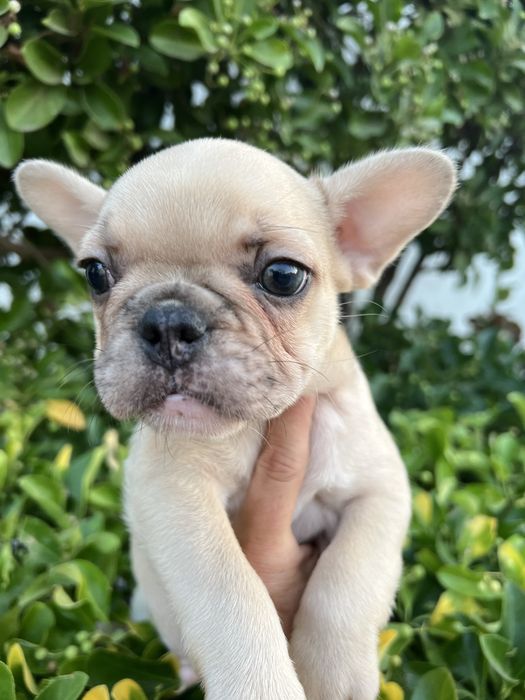 Bulldog francês macho  sable baixinho e curtinho