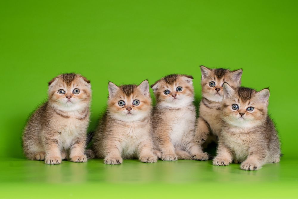 Шотландские котолапки