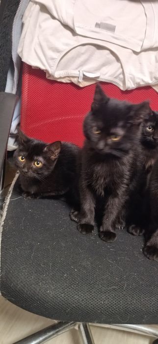 Котята ищут семьи