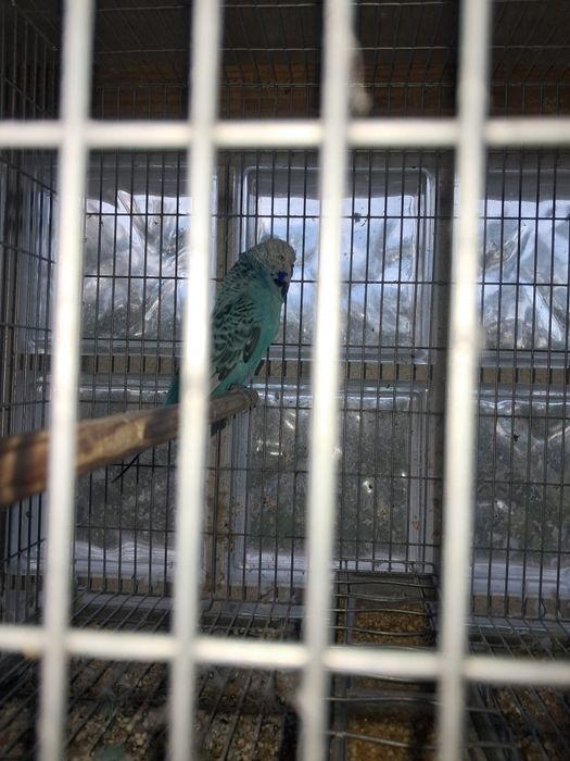 Casal de periquitos Inglês