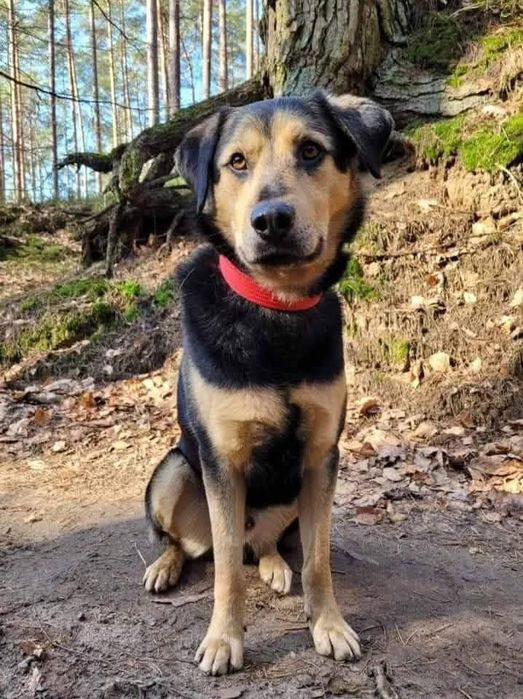 Samotny Rino do adopcji