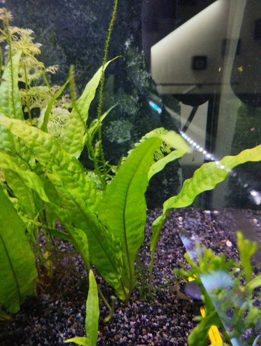 Fetos de Java para aquário