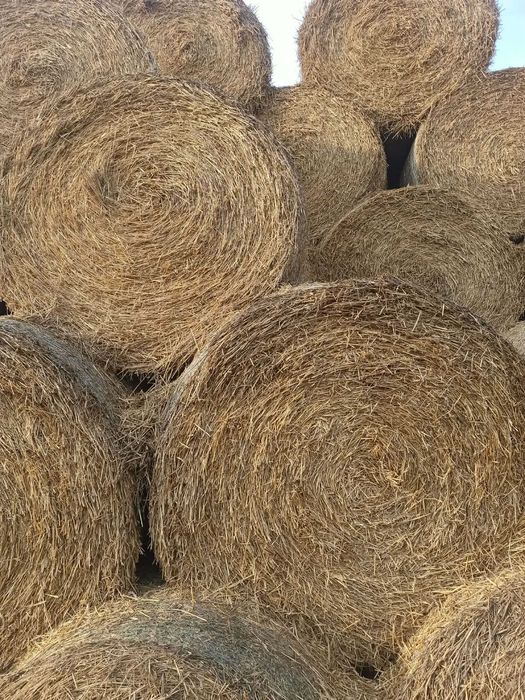 Słoma pszenna, bele 160 cm