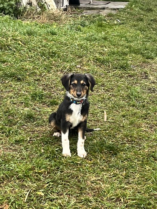 Безкоштовно цуценя!!