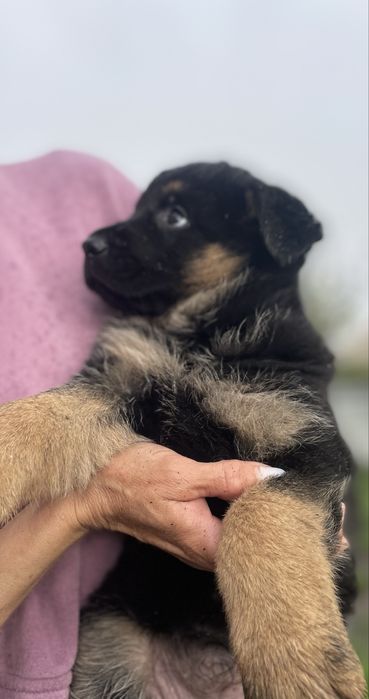 Щенки немецкой овчарки