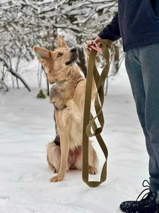 отдам собаку, очень красивая 3 года