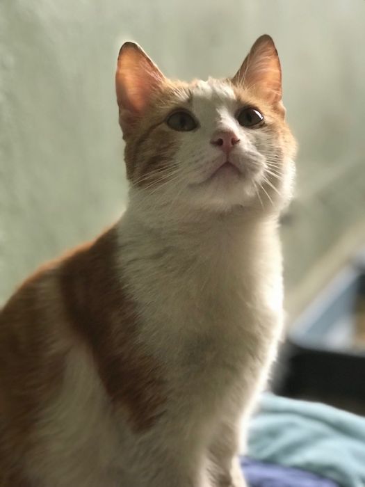 Кицьки стерилізовані, молоденькі