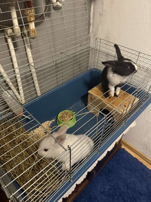 Декоративні кролики