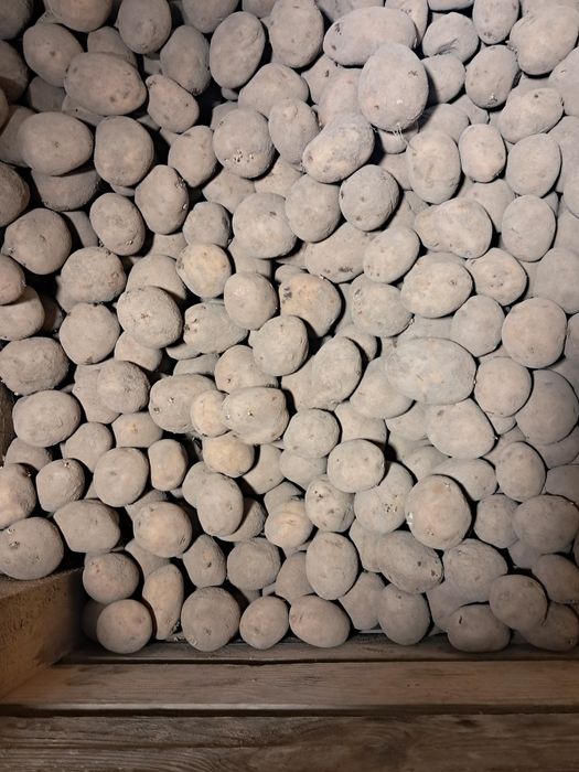 Ziemniaki jak sadzeniaki