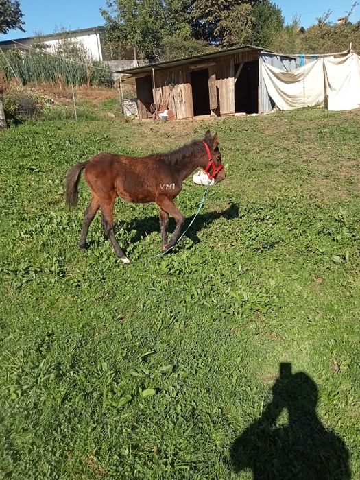 Vendo garrano com livro azul