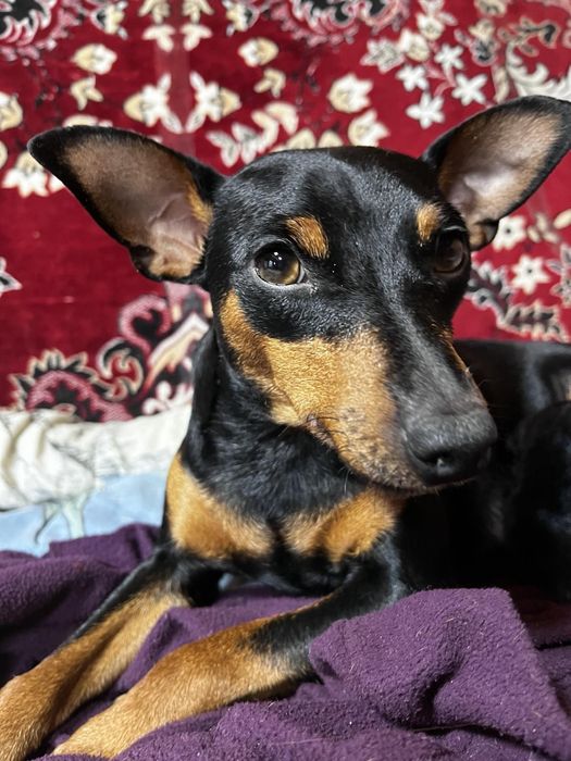 Цуценята Цвергпінчер