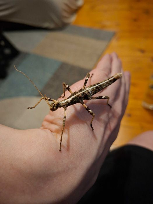 Młode Sungaya Inexpectata straszyki filipińskie 2-5 cm