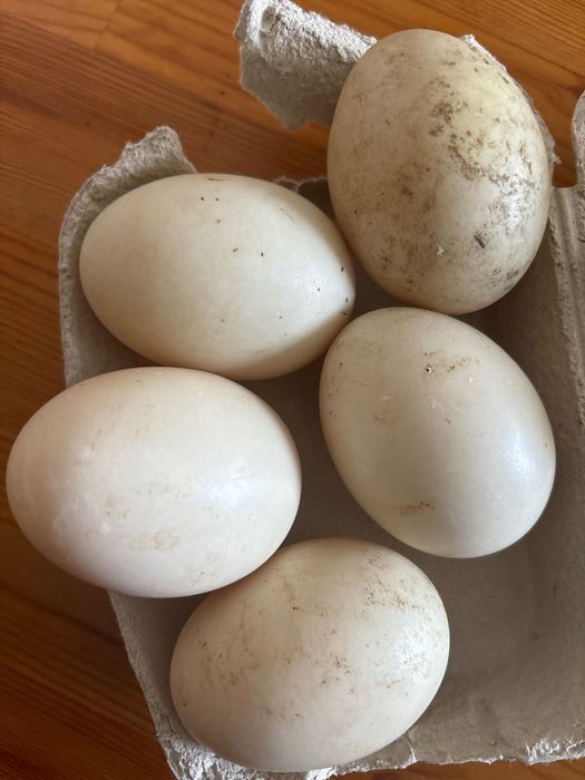 Venda de ovos galinhas, galos e pintos