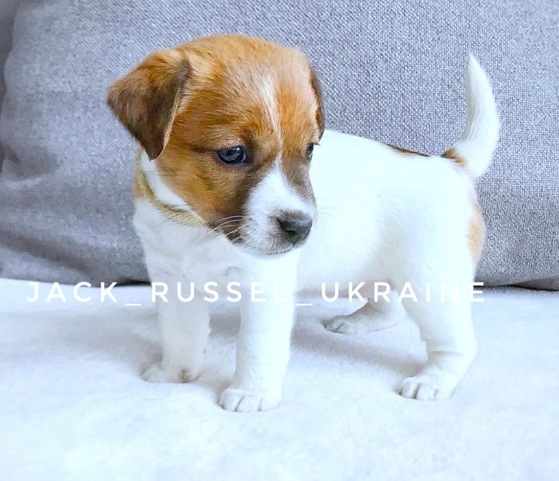 Манюня джек рассел ( документи кку)