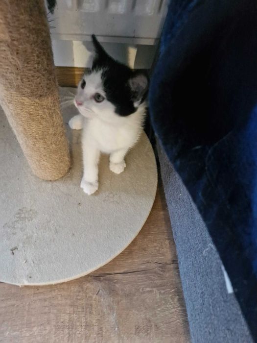 Adopcja słodkich kotków