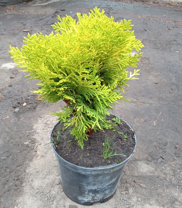 Хвойные растения. Очень дёшево. Распродажа