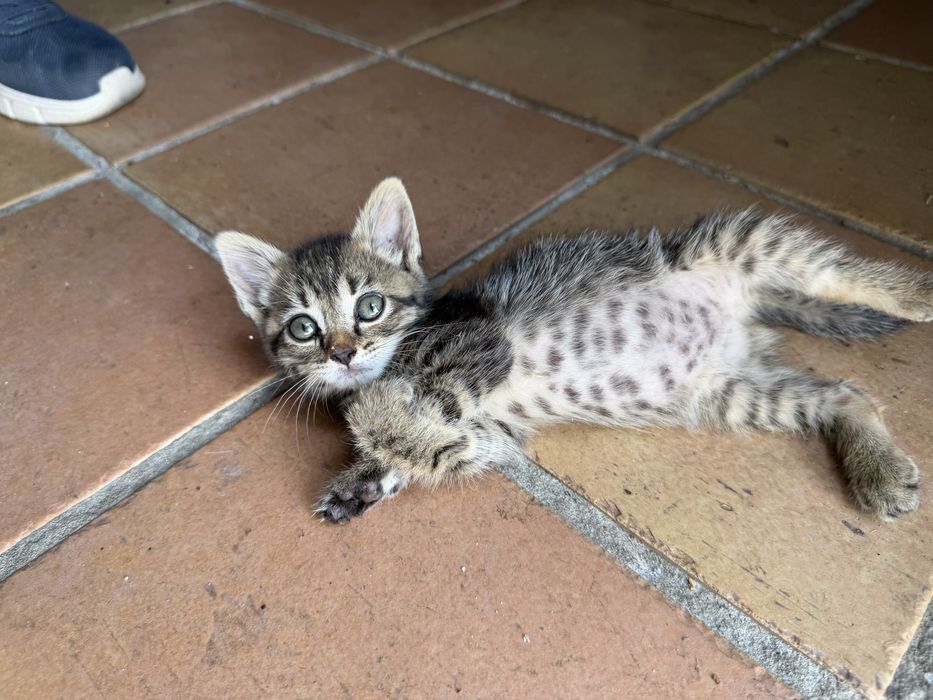 Gatinhos para adoção