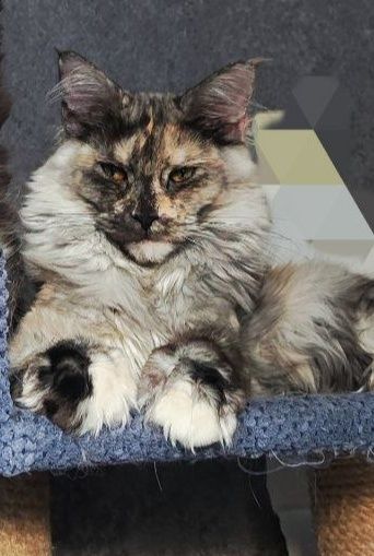 Мейн-кун дымная черепаха 2года