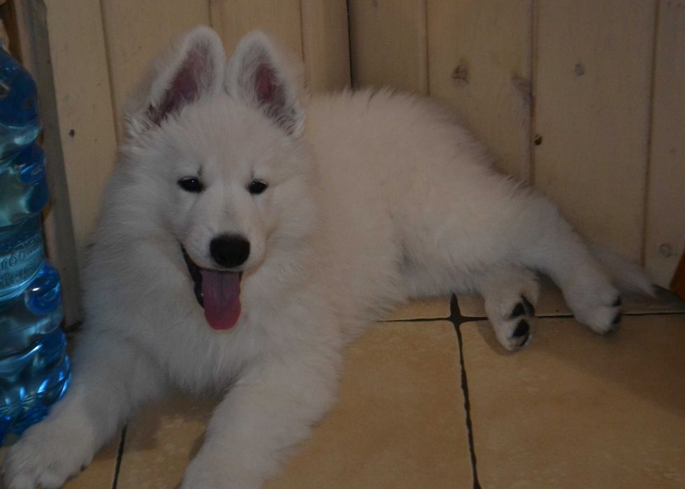 Biały owczarek szwajcarski piesek od szkoleniowca !