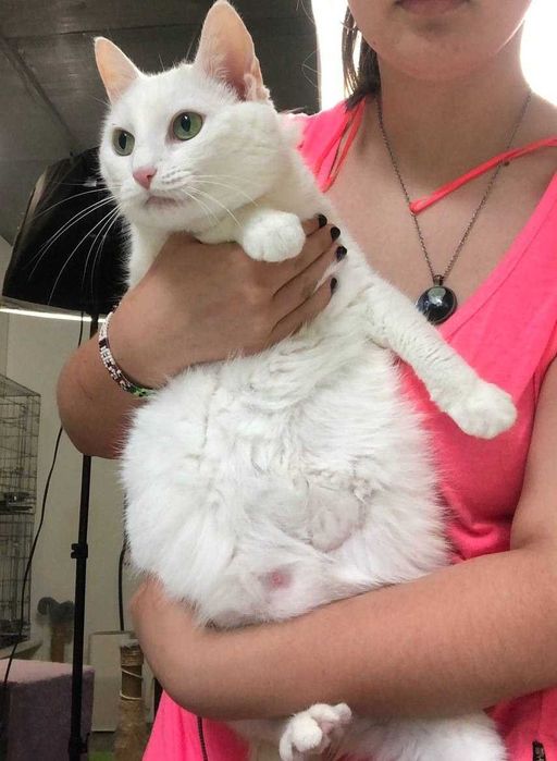 Прекрасная белоснежная кошечка глухая Дана-особенный ангел!