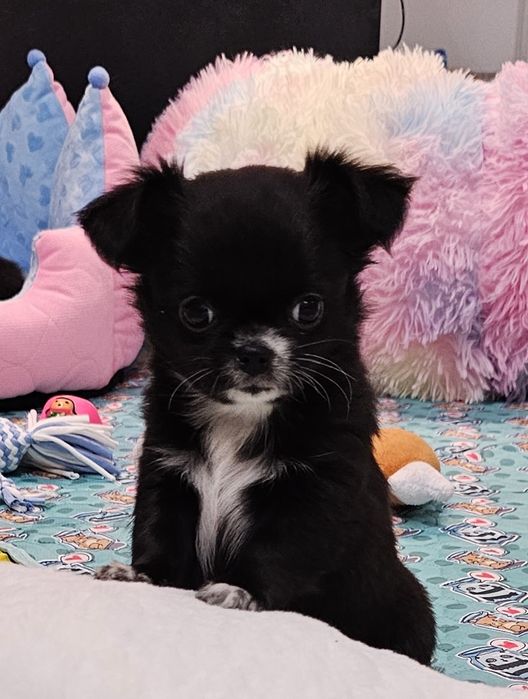 Śliczna czarna długowłosa Vanessa